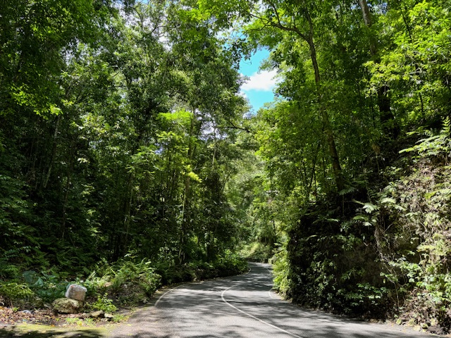 Fern Gully scenic drive through lush tropical fern canopy near Ocho Rios Jamaica
