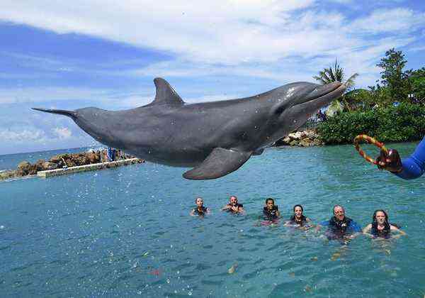 Dolphin Cove Ocho Rios Jamaica - swimming with leaping dolphin