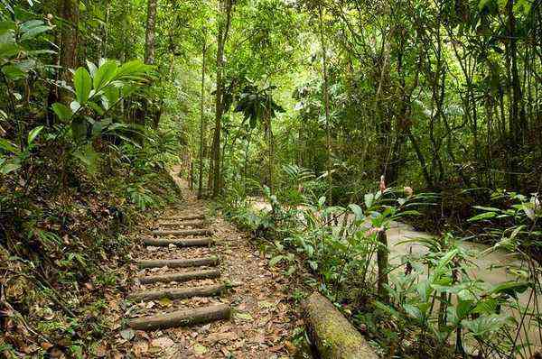 Cranbrook Flower Forest Jamaica - rainforest trail wooden steps river lush tropical greenery