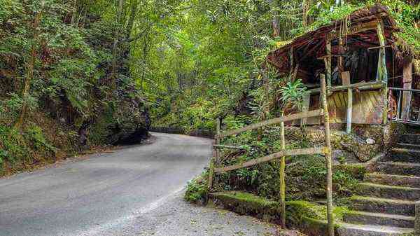 Fern Gully Scenic Route Jamaica - winding road through lush fern canopy rainforest